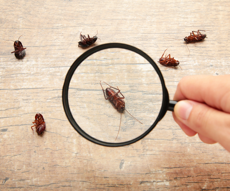 JitterBug - Tailored Pest and Termite Solutions